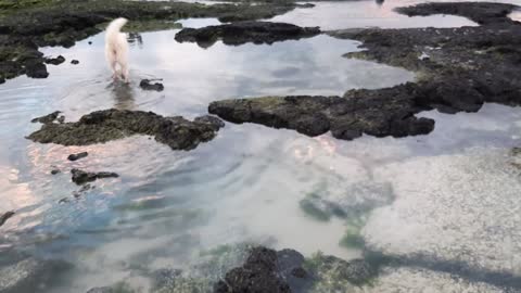 Happy puppy and plays in water😄