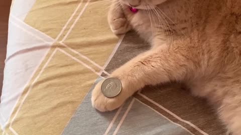 Cat copying the trick