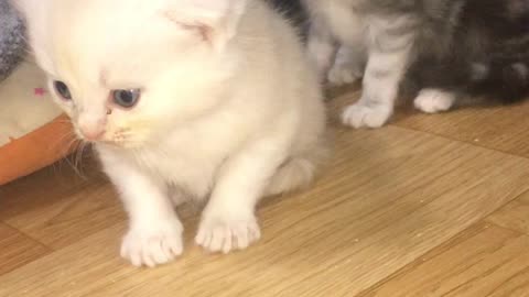 Baby cats' walk