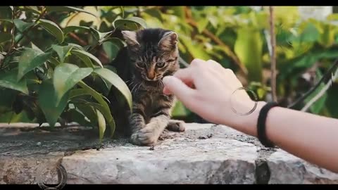 cat videos - Funniest cats