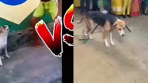 Brazil dog dance V/S India dog dance