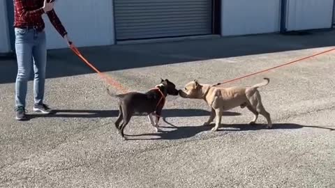 #11 male blue lacy #15 male tan pit mix March2022