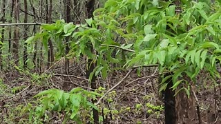 Massive Male Tiger in the Woods Calls for Mate