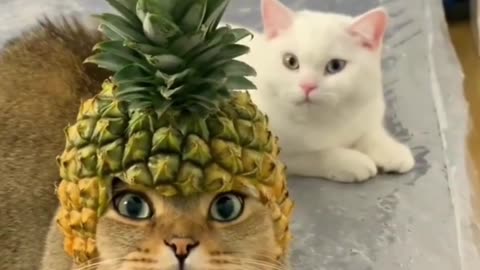 HILARIOUS CAT Makes Jokes! 😂 Funniest Cats Video 2023