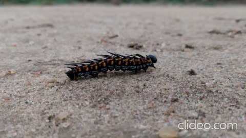 A Black Caterpillar