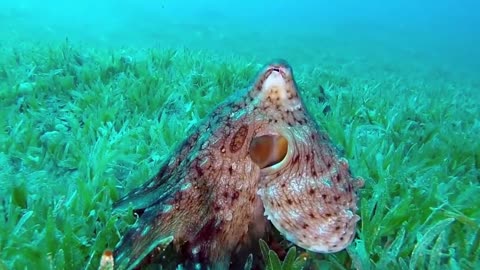 Octopus hunter underwater video Dahab, Red sea Egypt