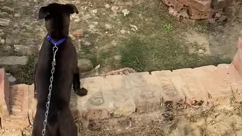 Small puppy barking on strangers