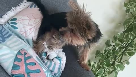 Yorkie vs Toy Mouse