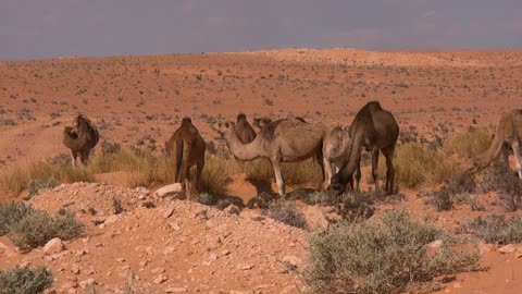 Dromedary Camels In Desert