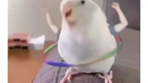 Funnybird