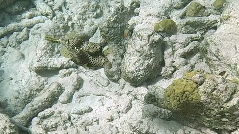 Spotted Trunkfish