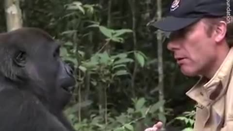 Everyone warned him to not meet the gorilla he raised