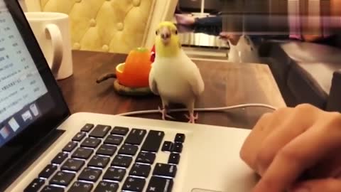 Bird working and a human disrupting his home office work.