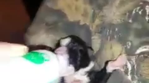 Little puppy drinking from bottle, so cute!