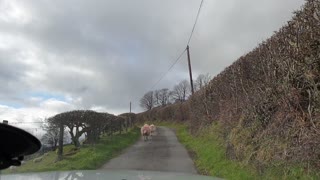 Sheep on the highway