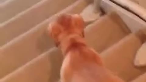 Cute puppy sliding down the stairs