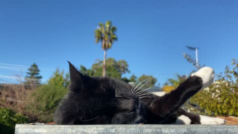 Black cat loves to molt