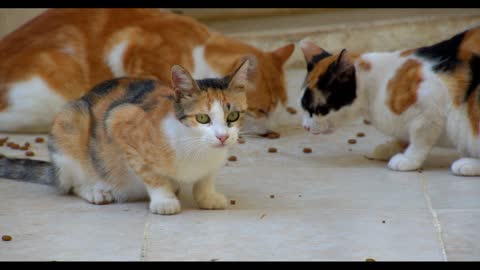 Kitty Feeding Video