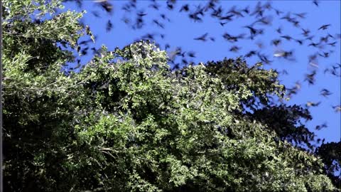 Purple Martins