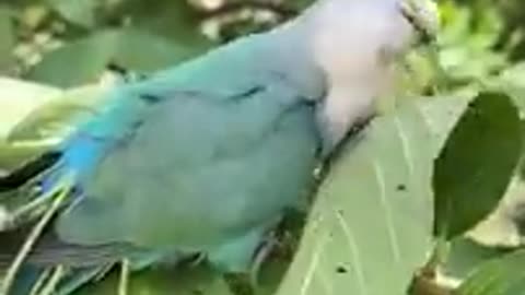 Grey-headed lovebird. bird ,- parakeet, - real