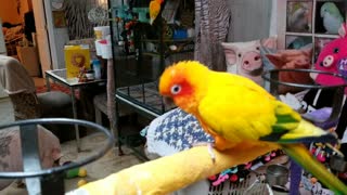 Angel The Parrot Dancing With Sammy The Hammy The Smiling Pig As Her Backup Dancer