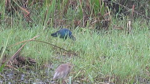 A Purple Swamphen & Night Heron