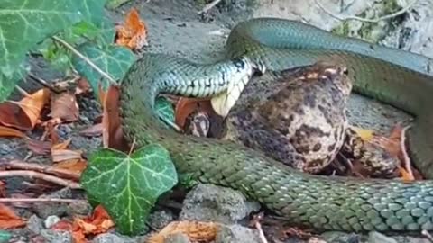 Snake eats frog😱
