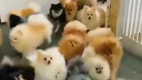 Cute funny dog race