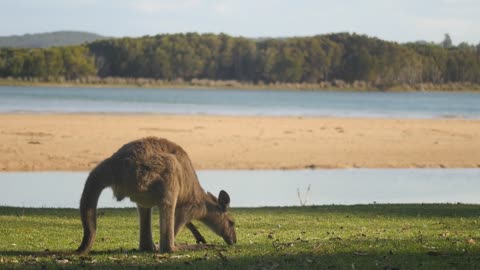 Kangaroo Wallaby Marsupial Animal Eating Australia