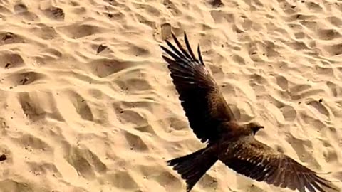 Eagle hunting on beach - Manora beach Karachi Pakistan