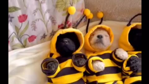 Sleeping Pup-Bees ❤️🐶