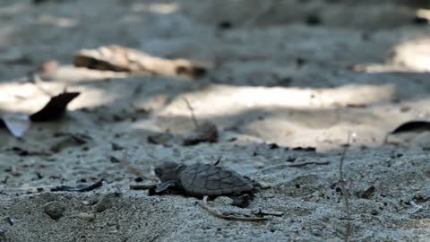 baby green sea turtle on the sand newborn Martinique beach