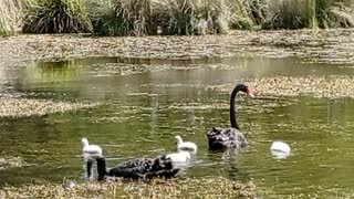 Aussie Wetland Birds In Spring