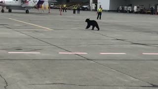 Bear Runs Across Airport Tarmac