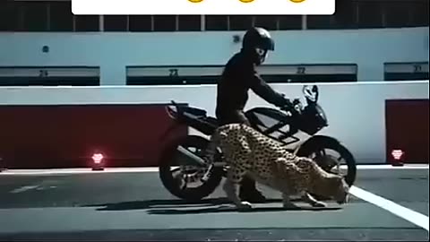 ❤cheetah VS ninja bike race2024for bike fans