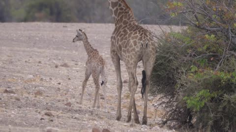 Baby giraffe hugging his mom on the savanna of Orupembe in Namibia