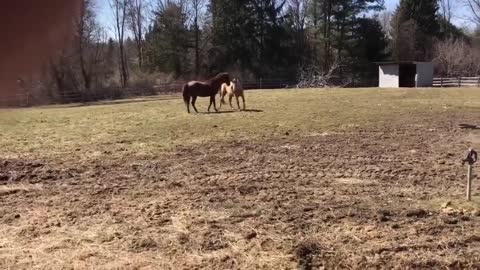 Dun mare saved from NC