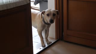A Dog Waiting At The Door