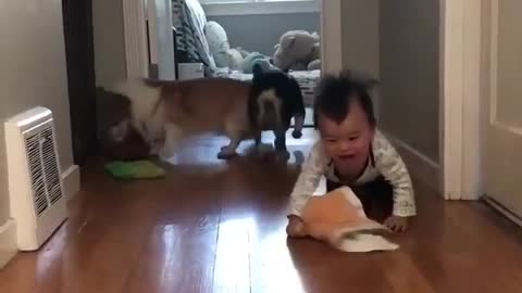funny with children and animals