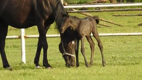 Horse baby eating grass scene / horse baby best scene