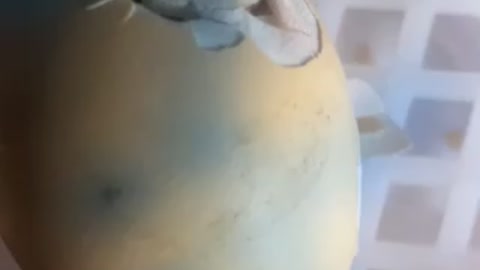 Chicken egg hatching start to finish time lapse