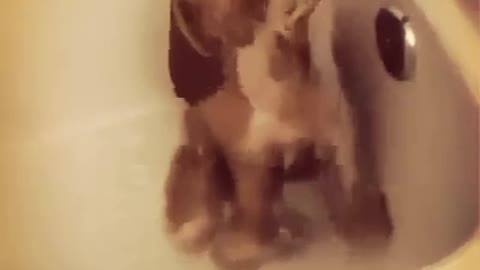 Poor thing keeps bumping his head. Looks like he's good with it though [Video] | Cute baby animals