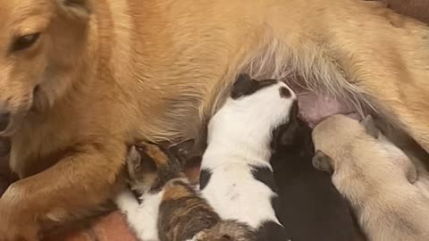 Recently Adopted Stray Kitten Fed by Mothering Dog