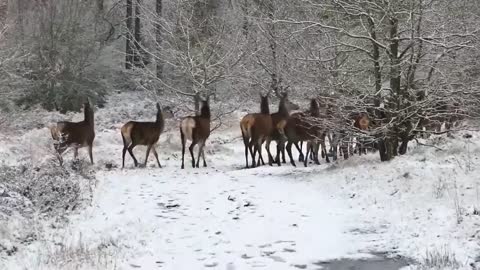 The Animals from southeast Asia