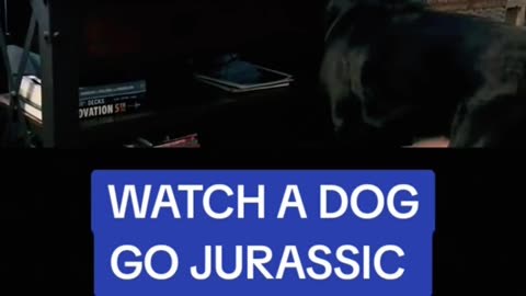 Funny dog & Jurassic P