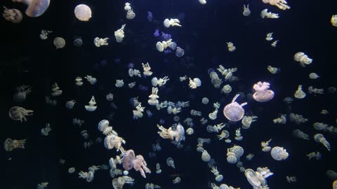Jellyfish vedio