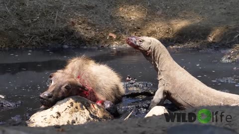 Komodo Dragon attacks poor water buffalo 😢