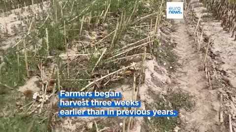 Drought devastates corn and sunflower fields in Romania