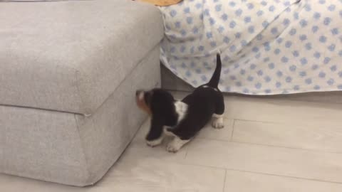 Bassethound puppy wants to hop on the sofa funny dog