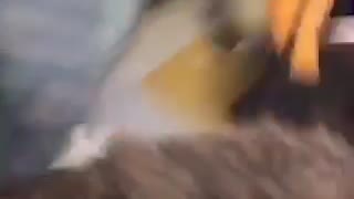 Cat tries to catch feather and jumps right off the bed